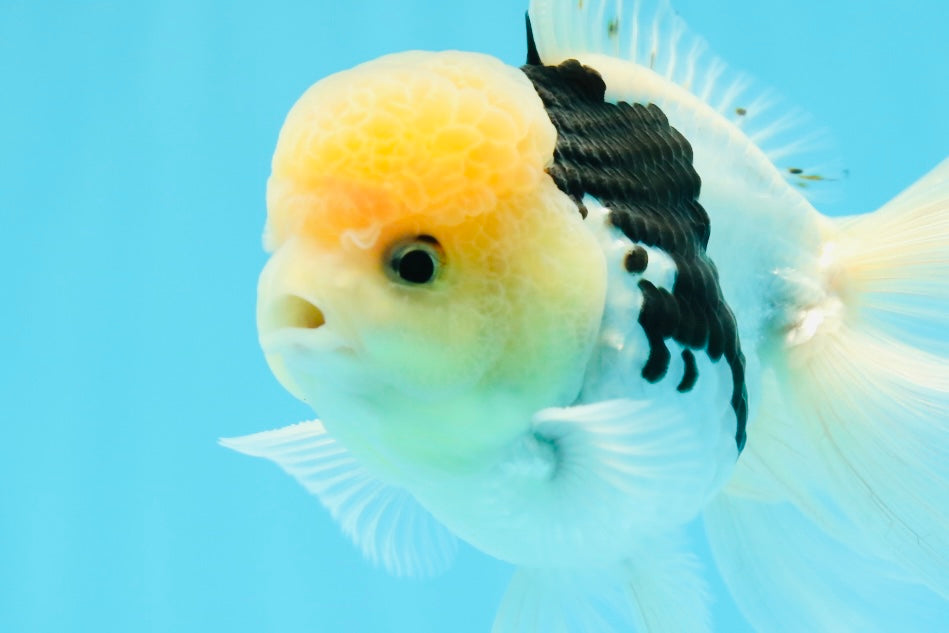 Panda oranda macho de cabeza de limón de grado A de 4,5 pulgadas n.° 0503OR_09