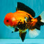 A Grade Apache Oranda Male 6 inches #080726OR_05