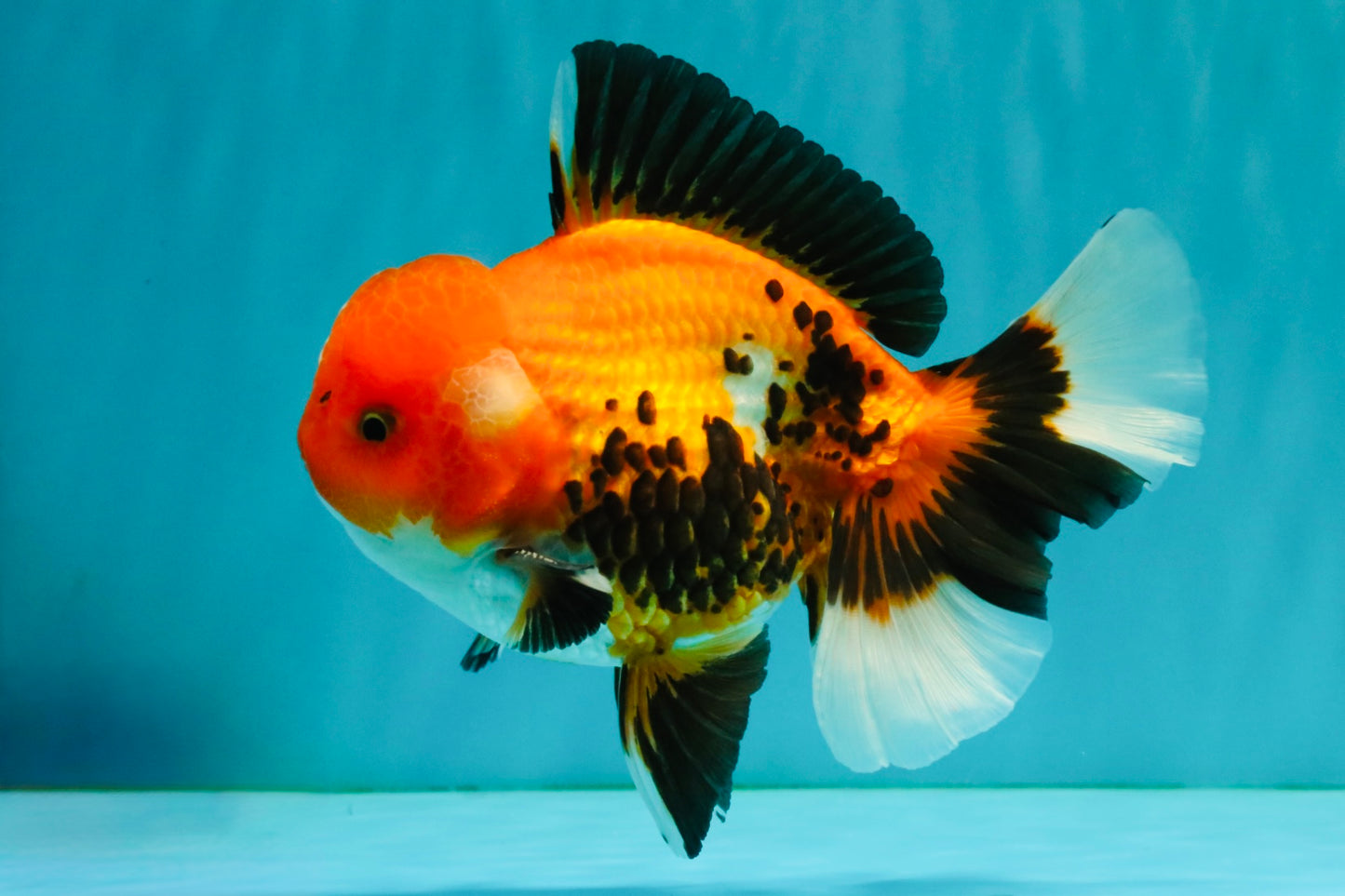 A Grade Apache Oranda Male 6 inches #080726OR_05