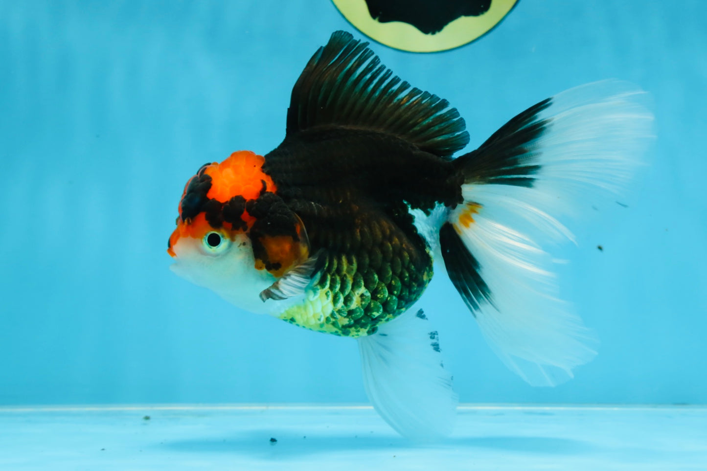 A Grade Tricolor Oranda Female 5.5-6 inches #100325OR_18