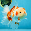 AAA Grade ADORABLE Red White Oranda Male 6 inches #090525OR_08