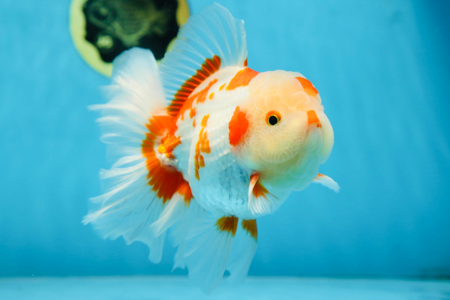 AAA Grade ADORABLE Red White Oranda Male 6 inches #090525OR_08