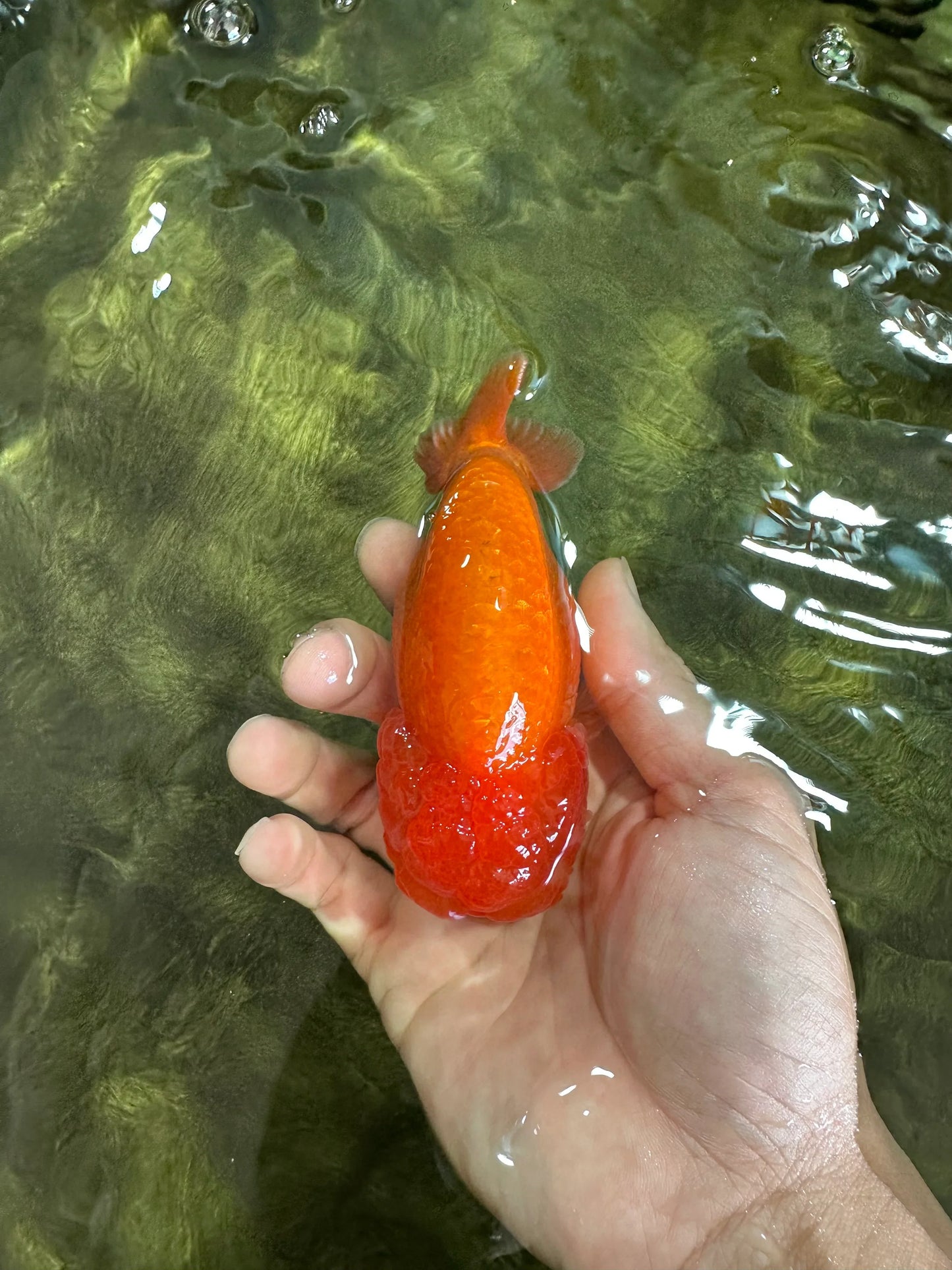 A Big Wen Grade Red LionQueen 4.5 inches #051625LC_39