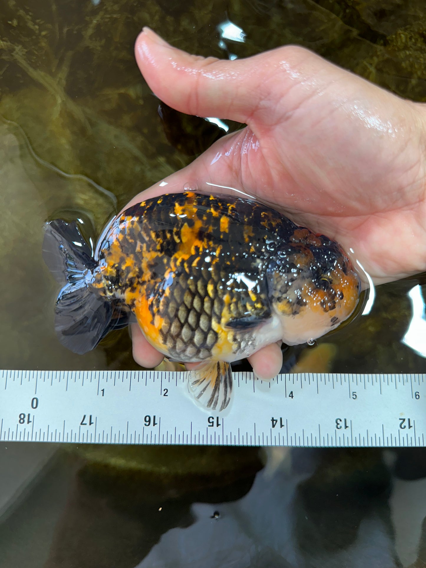 AAA Grade Tiger LionKing 5 inches #070425LC_09