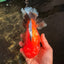 AAA Grade Apache Oranda Male 6.5 inches #071026OR_06