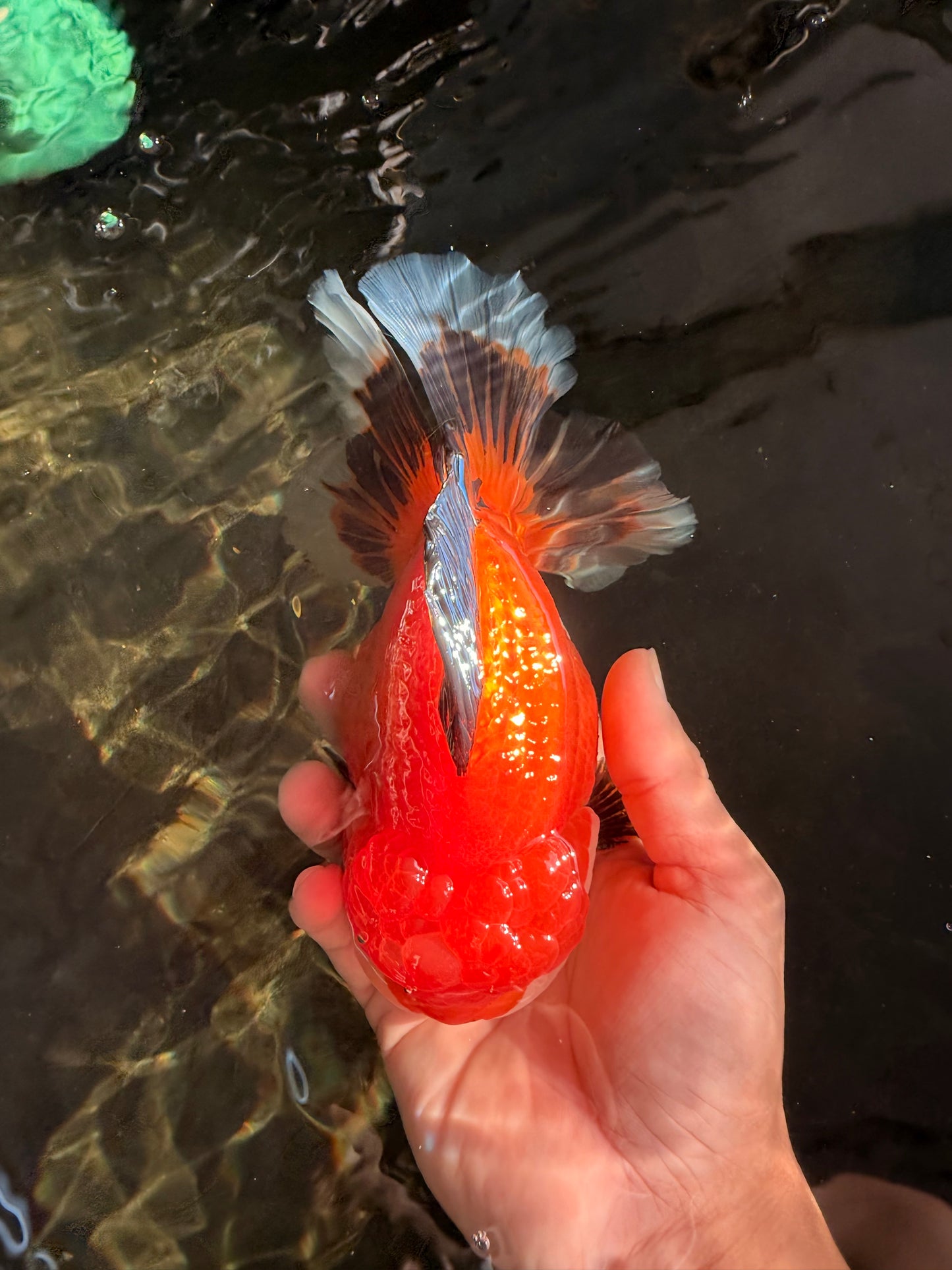 AAA Grade Apache Oranda Male 6.5 inches #071026OR_06