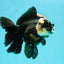 A Grade Monster Panda Oranda Female 5.5-6 inches #111524OR_18