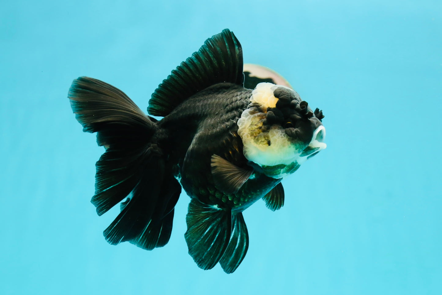 A Grade Monster Panda Oranda Female 5.5-6 inches #111524OR_18