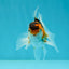 Butterfly Tail Tricolor Oranda Male 3.5 inches #1004OR_29