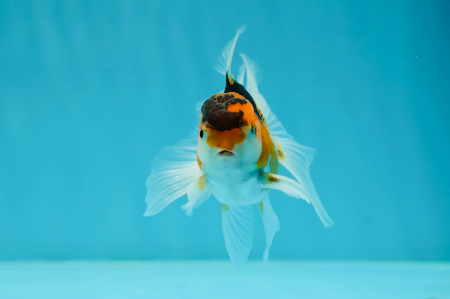 Butterfly Tail Tricolor Oranda Male 3.5 inches #1004OR_29