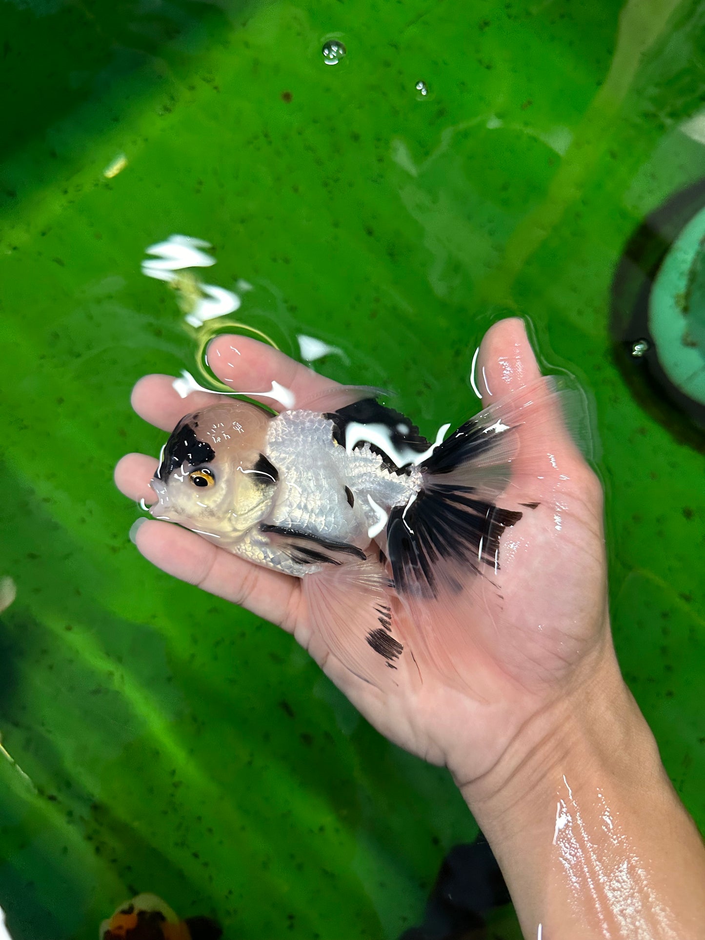 🐼 Panda Oranda Male 5 inches #0726OR_03