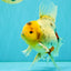 A Grade Marble Oranda Male 6.5 inches #080726OR_21