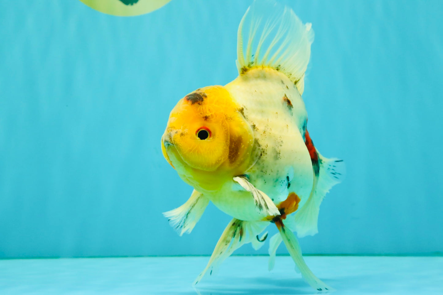 A Grade Marble Oranda Male 6.5 inches #080726OR_21