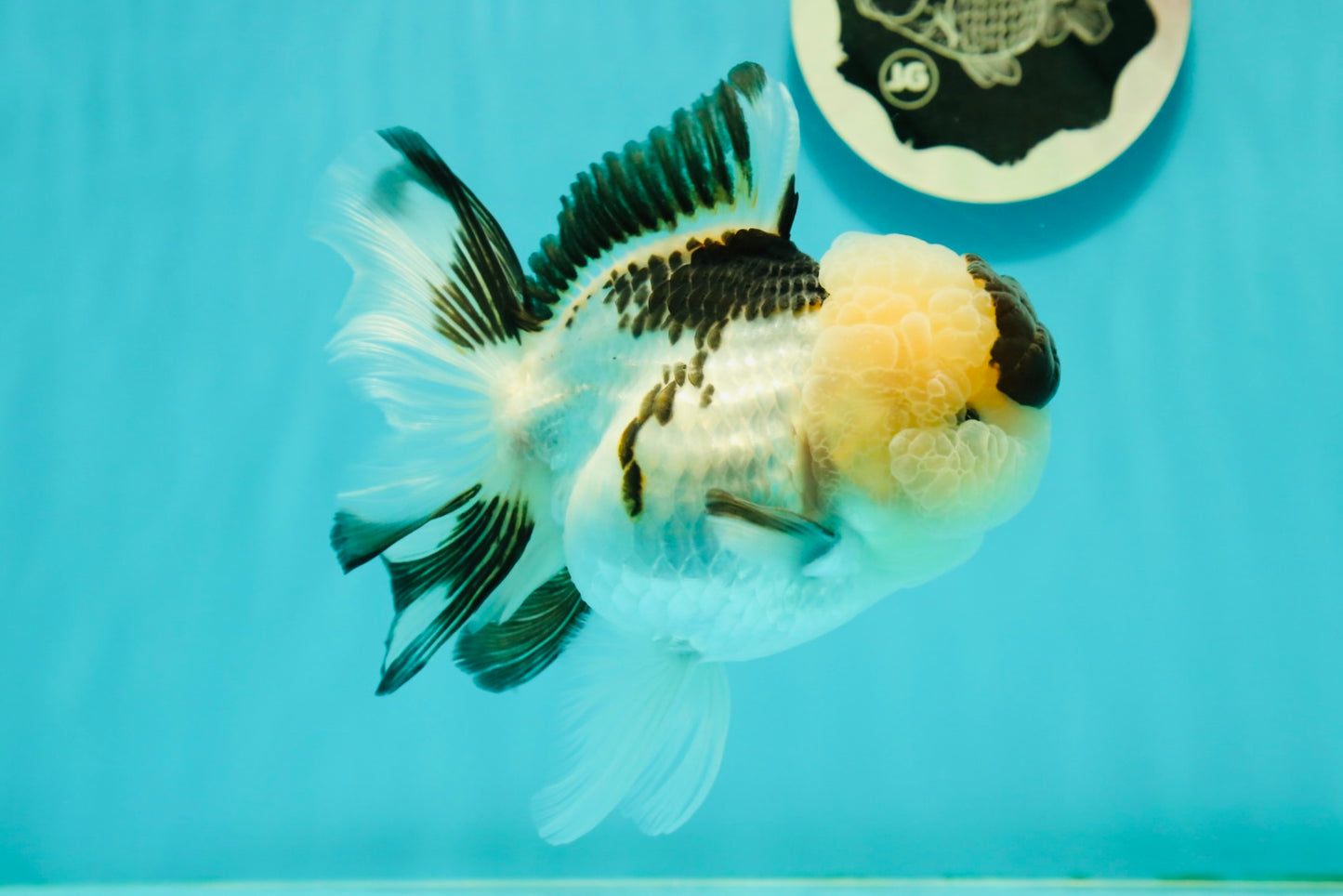 AAA Grade BULLDOG Panda Oranda Female 5-5.5 inches #1018OR_20