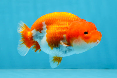 AAA Grade Red White LionQueen 4 inches #103125LC_27