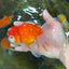 A Grade Sakura Oranda Female 5.5  inches #071125OR_09