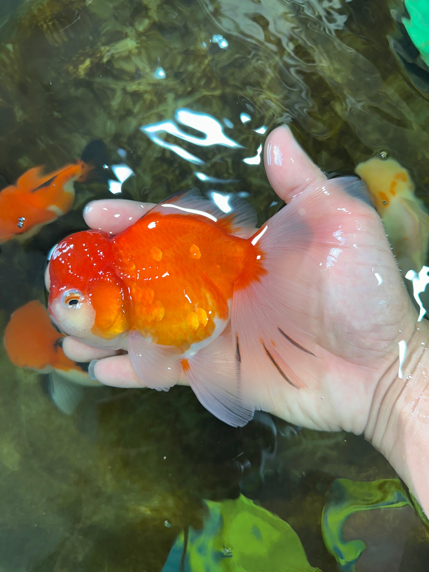 A Grade Sakura Oranda Female 5.5  inches #071125OR_09