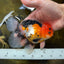 A Grade Tricolor Button Eyes Oranda Male 5 inches #080825OR_07