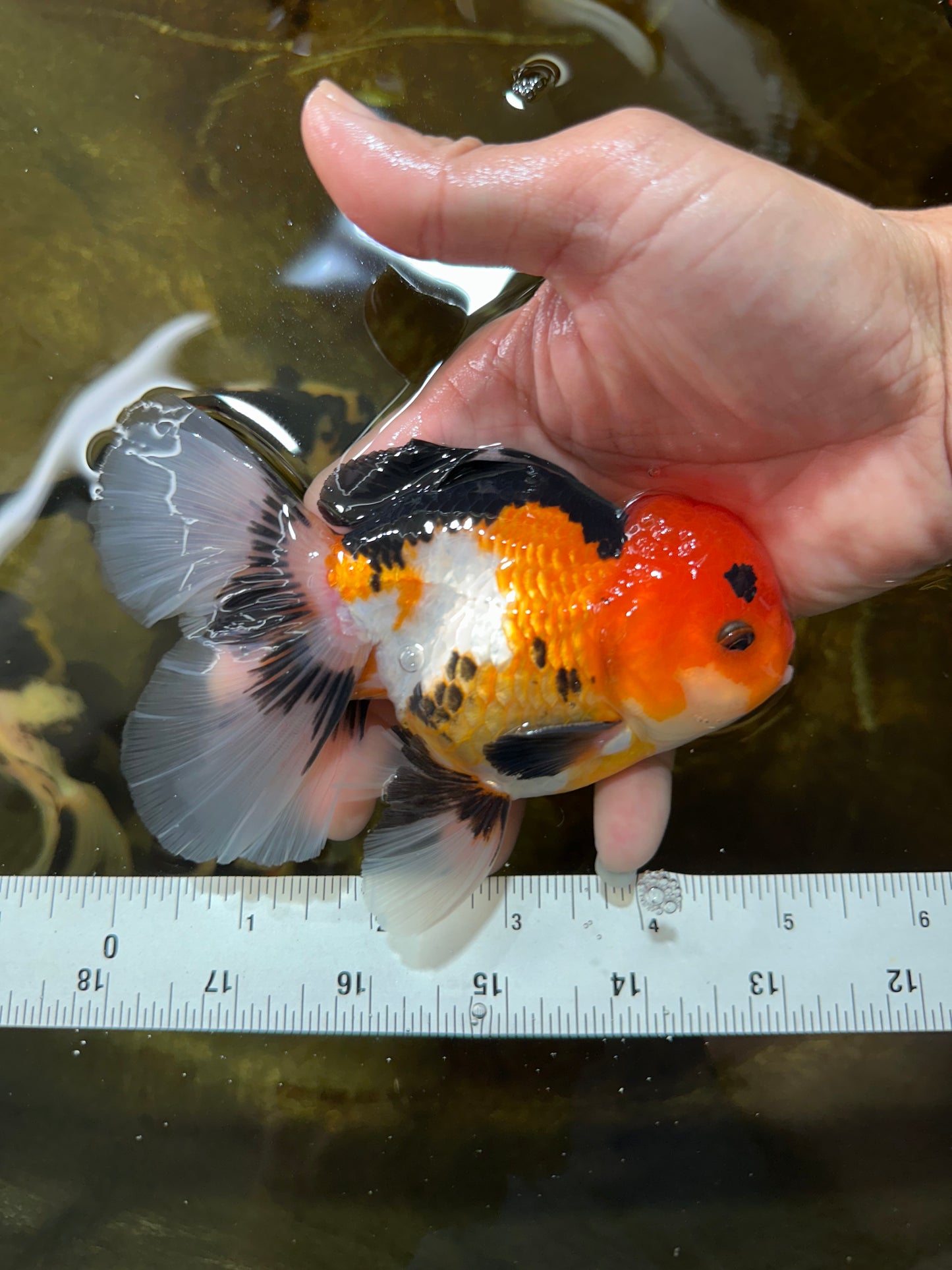 A Grade Tricolor Button Eyes Oranda Male 5 inches #080825OR_07