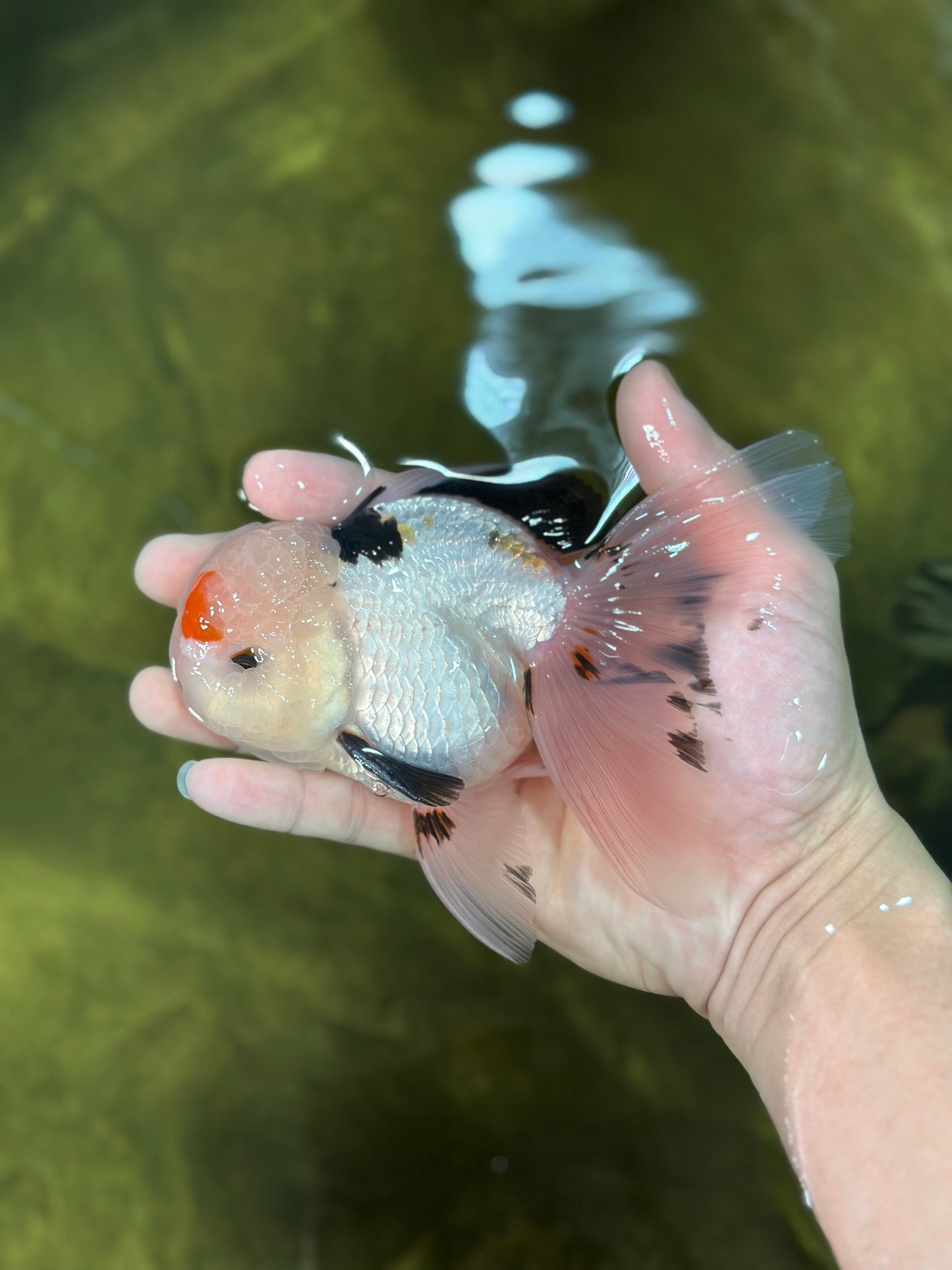 A Grade Tricolor Lipstick Kiss Button Eyes  Oranda Male 5.5 inches #020725OR_26