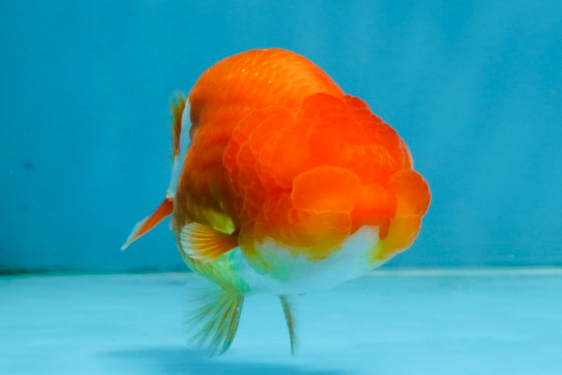 A Grade Red White LionQueen 4 inches #112825LC_06