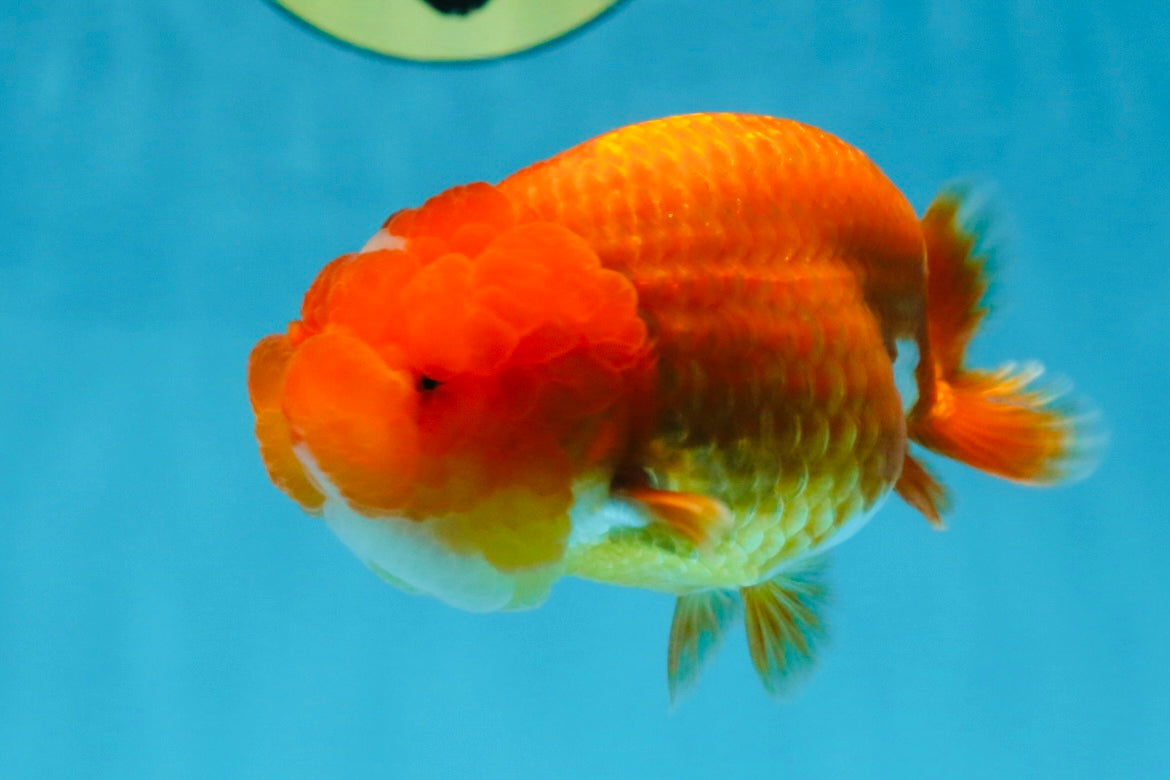 AAA Grade Red White LionQueen 4 inches #103125LC_25