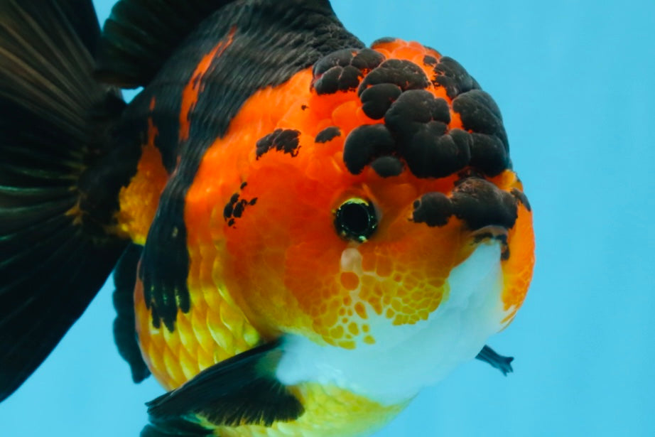 AAA Grade FIRE Apache Yuanbao Female 5-5.5 inches #091925YB_19