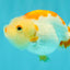 ADORABLE Kohaku Red White Lionchu Female 4 inches #081426LC_15