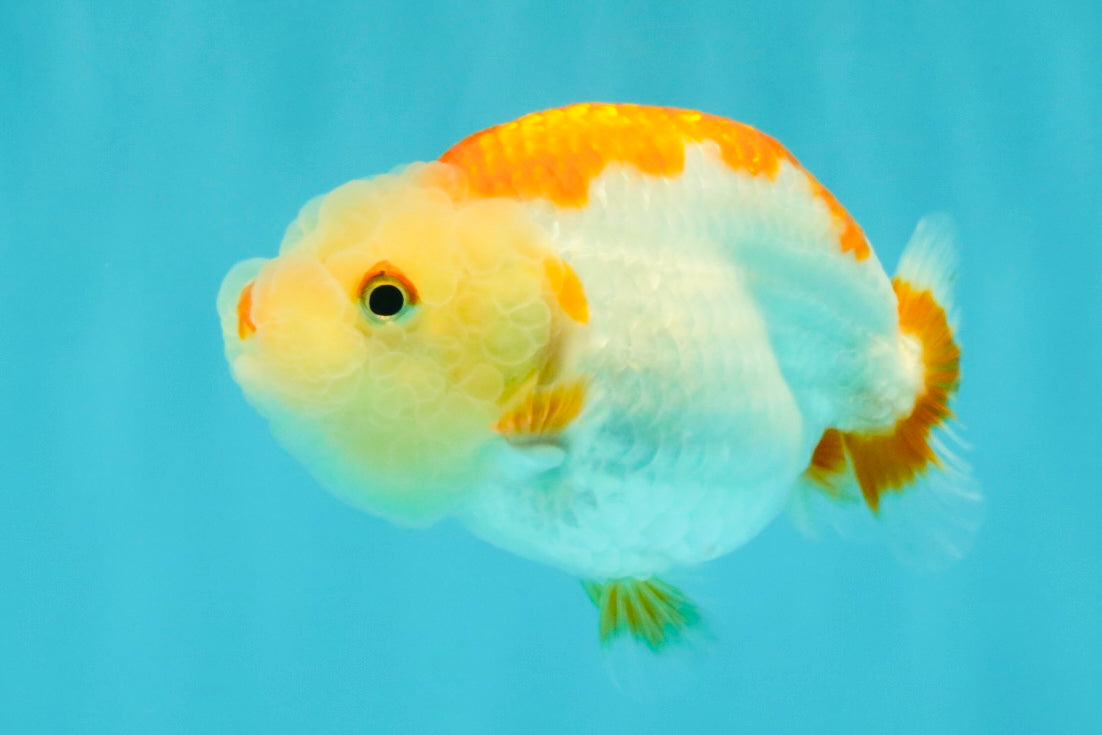ADORABLE Kohaku Red White Lionchu Female 4 inches #081426LC_15