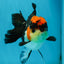 Unique A Grade Tricolor Oranda Female 4.5 inches #042525OR_05