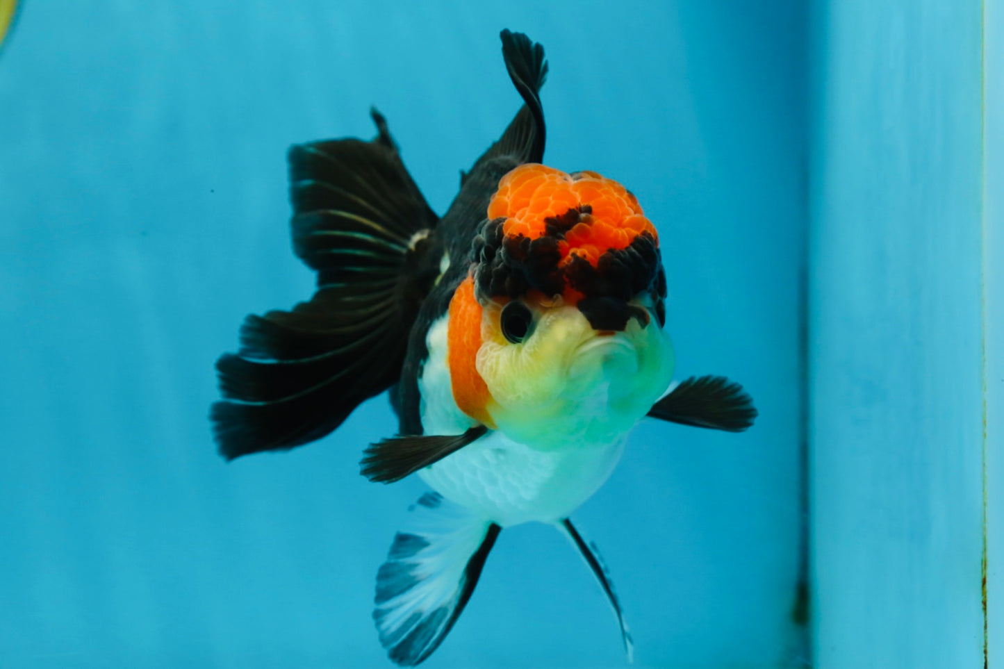 Unique A Grade Tricolor Oranda Female 4.5 inches #042525OR_05