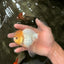 A Grade White Oranda Male 4.5-5 inches #071726OR_23