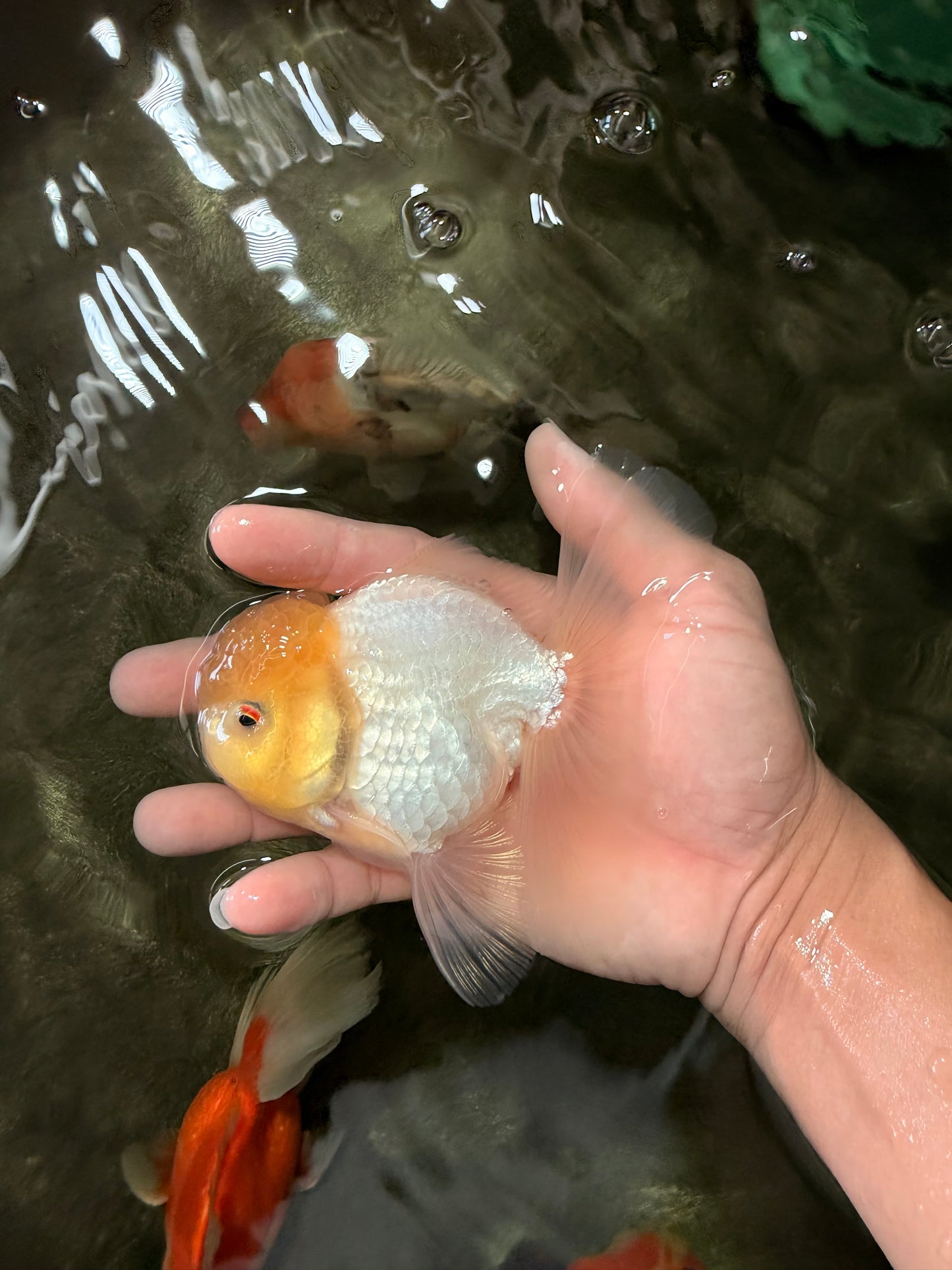 A Grade White Oranda Male 4.5-5 inches #071726OR_23