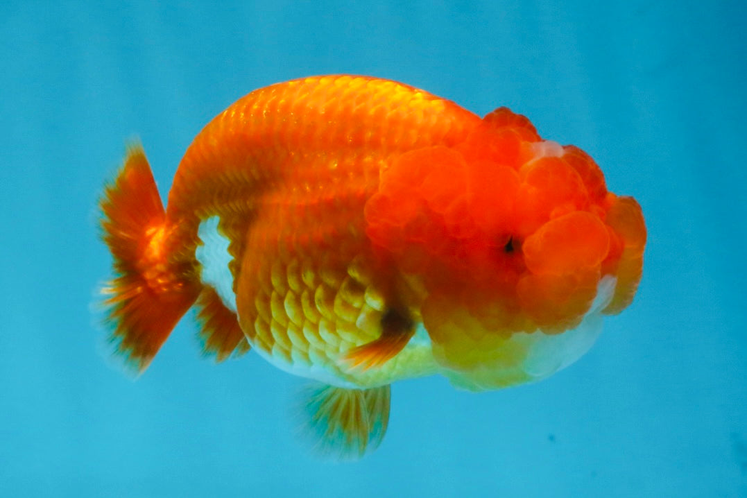 AAA Grade Red White LionQueen 4 inches #103125LC_25