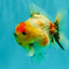 UNIQUE A Grade Marble Red Head Oranda Male 4.5-5 inches #090426OR_05