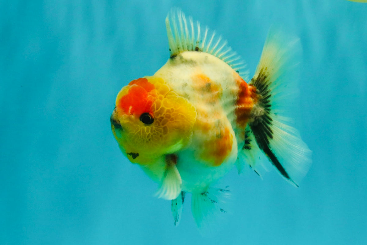 UNIQUE A Grade Marble Red Head Oranda Male 4.5-5 inches #090426OR_05