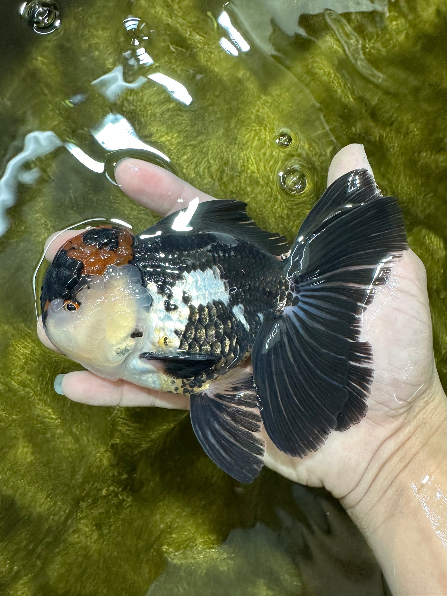 AAA Grade Tricolor Oranda Male 5.5 inches #112224OR_12