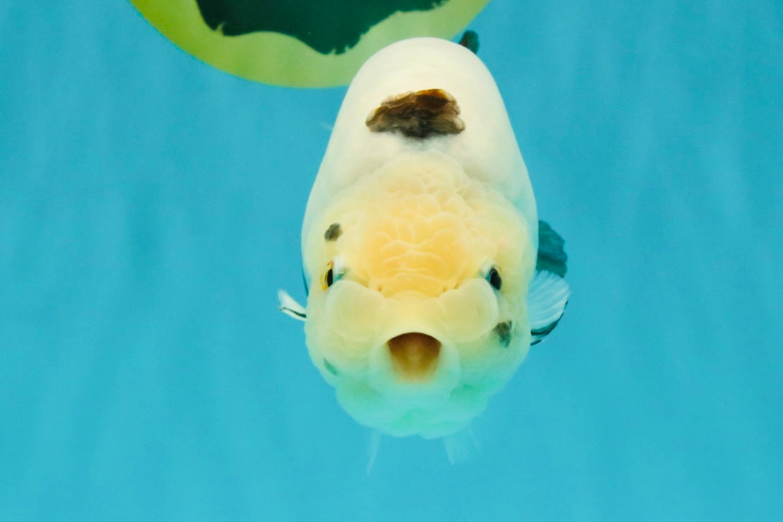 Cow Chinese Ranchu Female 5.5 inches #032026RC_29