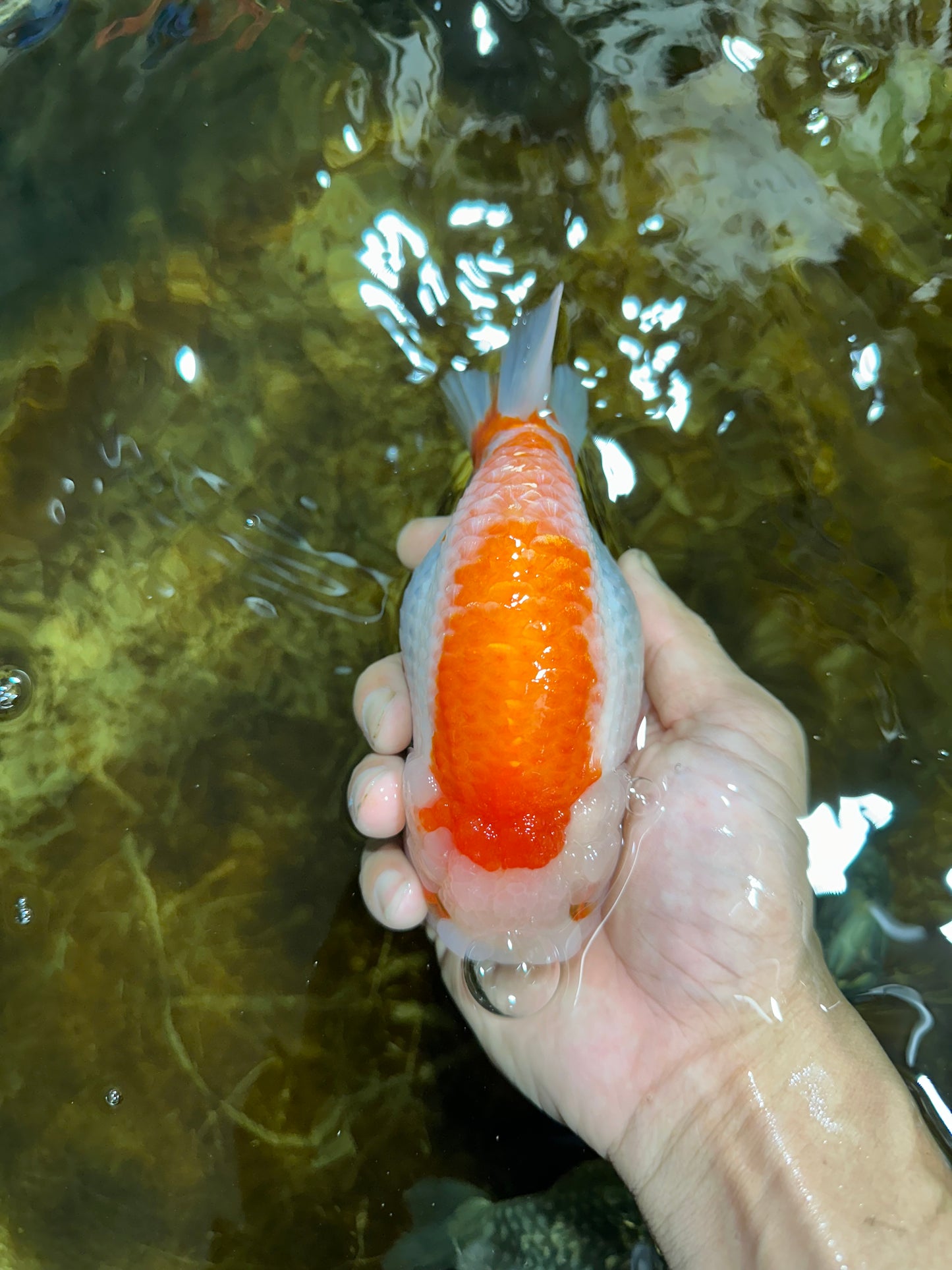 AAA Grade Red White LionKing 5.5 inches #082925LC_03