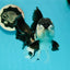 AAA Grade Panda Oranda Male 6.5 inches #110824OR_08