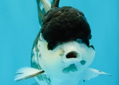 SPECIAL A Grade Panda Oranda Male 5-5.5 inches #030626OR_24