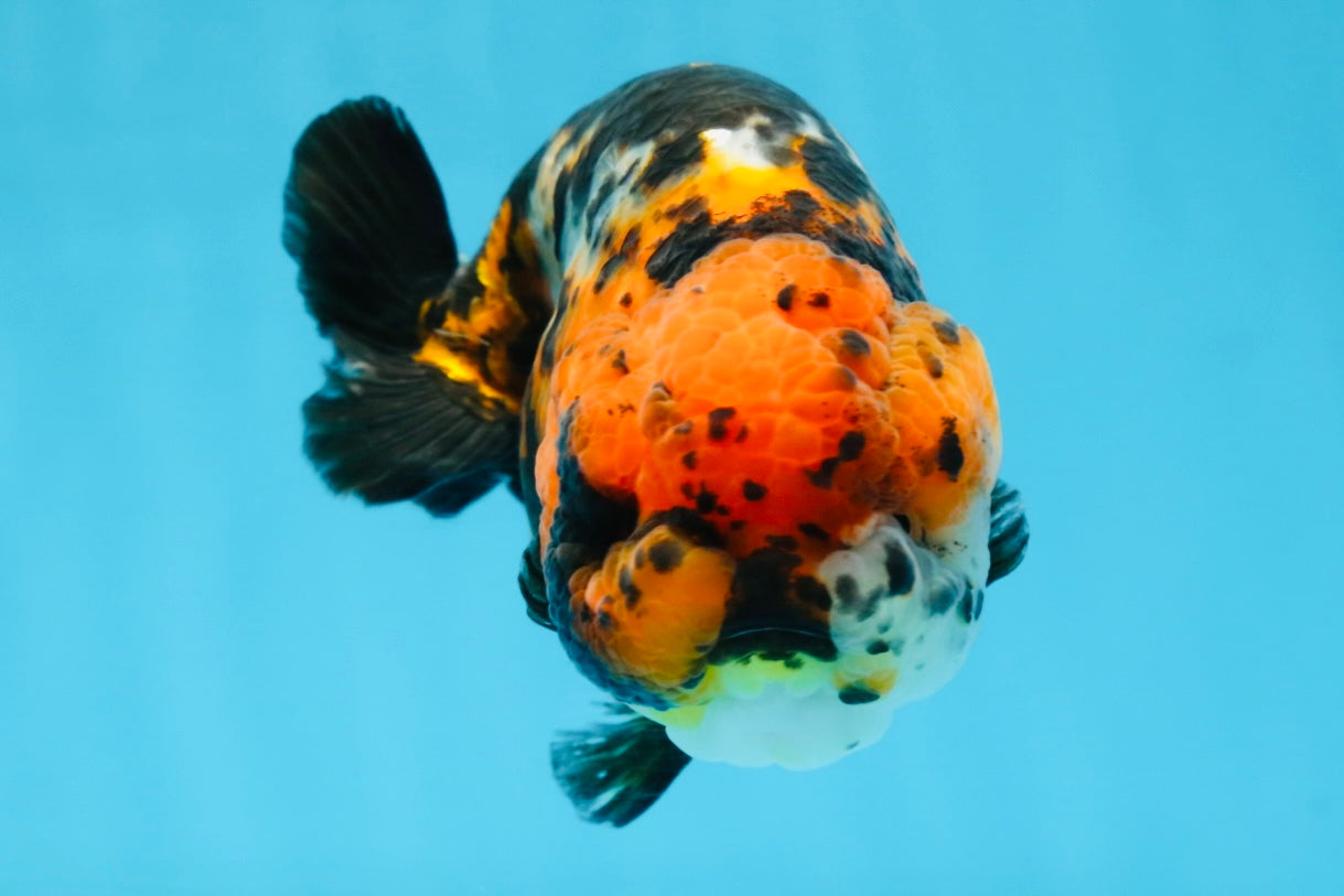 UNIQUE AAA Grade Chinese Red Head Ranchu Female 4.5-5 inches #101725RC_19