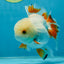 A Grade Orange White Oranda Male 5 inches #060625OR_16