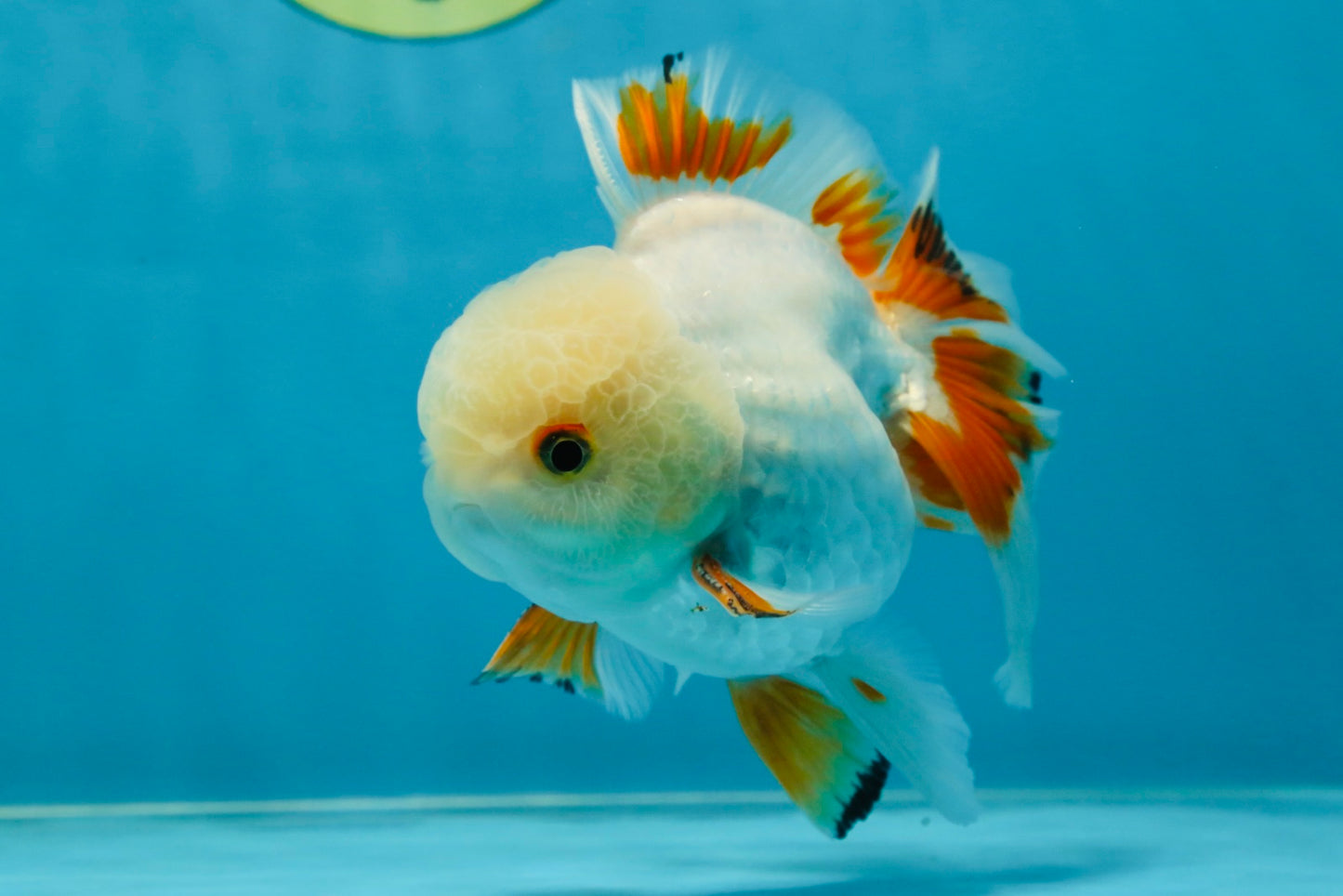A Grade Orange White Oranda Male 5 inches #060625OR_16