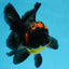 A Grade Apache Oranda Male 5 inches #081525OR_22