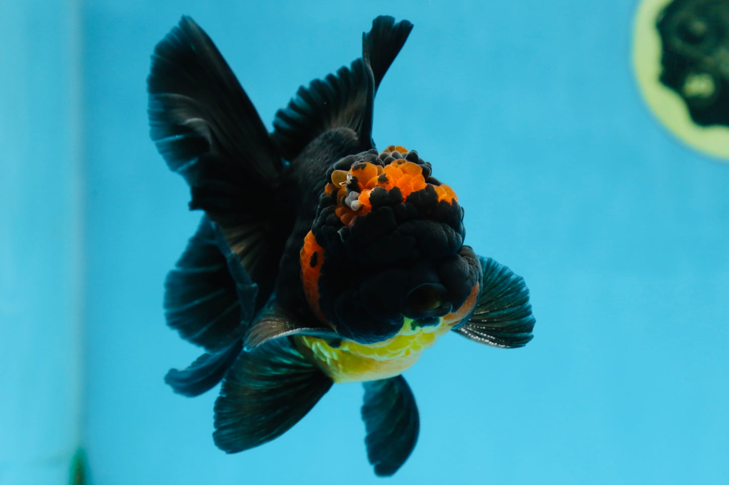 A Grade Apache Oranda Male 5 inches #081525OR_22