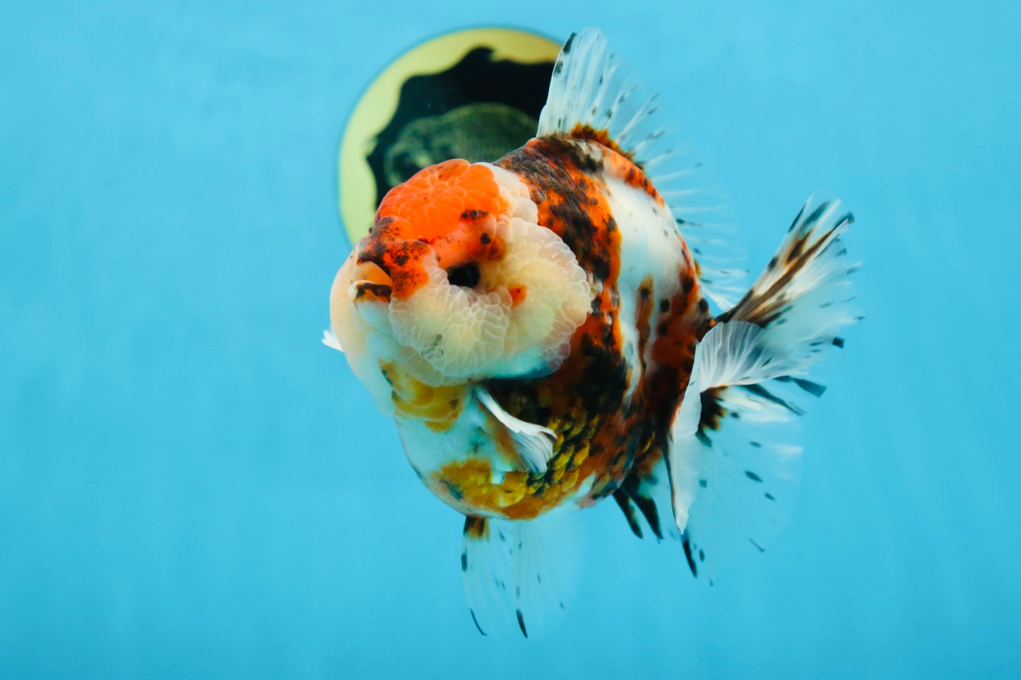 AAA Grade Godzilla Calico Yuanbao Male 4.5-5 inches #080125YB_14