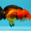 Apache (negro rojo) Lionchu hembra 4,5 pulgadas #0927LC_34