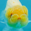 Lemonhead Lionchu Male 3.5-4 inches #0927LC_09