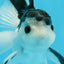 A Grade Nugget SO CUTE Panda Button Eyes Oranda Male 4.5 inches #010325OR_15